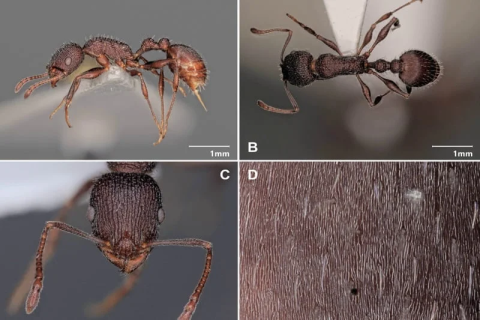 Vues taxonomiques de la nouvelle espèce endémique de l'Anti-Atlas. Une découverte de l'équipe de recherche supervisée par le Pr. Ahmed Taheri.